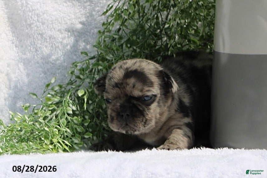 French Bulldog dogs for sale: Dash - Ad 4