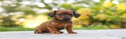 Mixed Breed dogs for sale: Marley - Ad 4