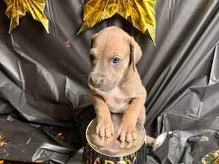 Great Dane dogs Professor McGonagall - Ad 41