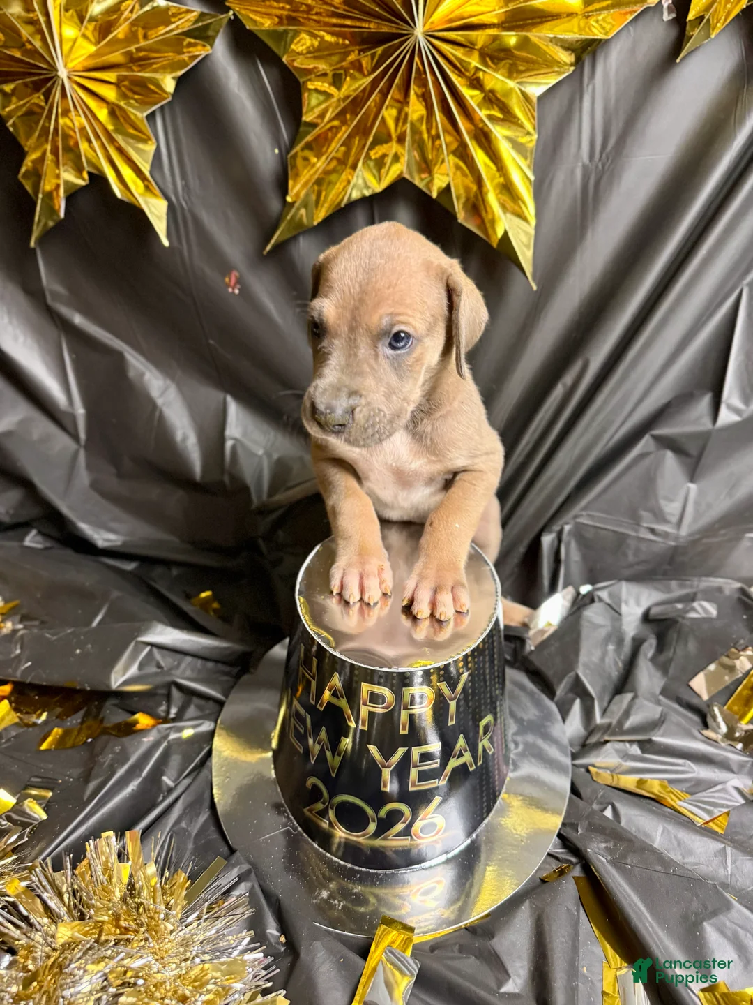 Great Dane dogs for sale: Blue Fawn (Heavy Euro) - Ad 9