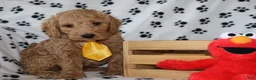Mini Goldendoodle dogs for sale: Sweet Henry  - Ad 3