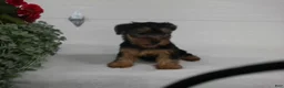 Yorkshire Terrier dogs for sale: Bella - Ad 7