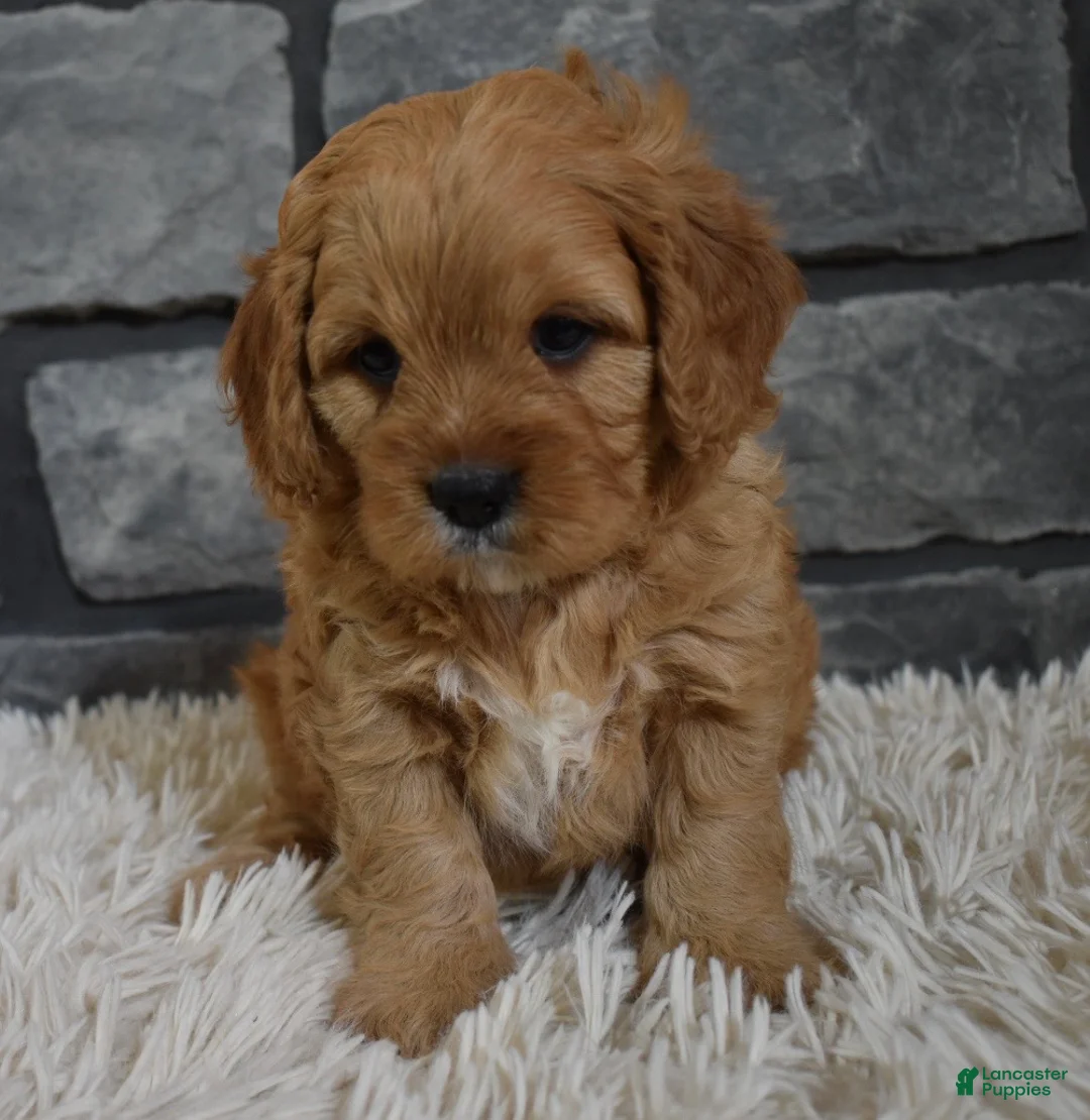 Cavapoo dogs for sale: Petey - Ad 6