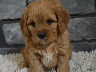 Cavapoo dogs Petey - Ad 40