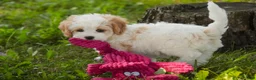 Mixed Breed dogs for sale: Pebbles Munchkin Bernedoodle - Ad 9