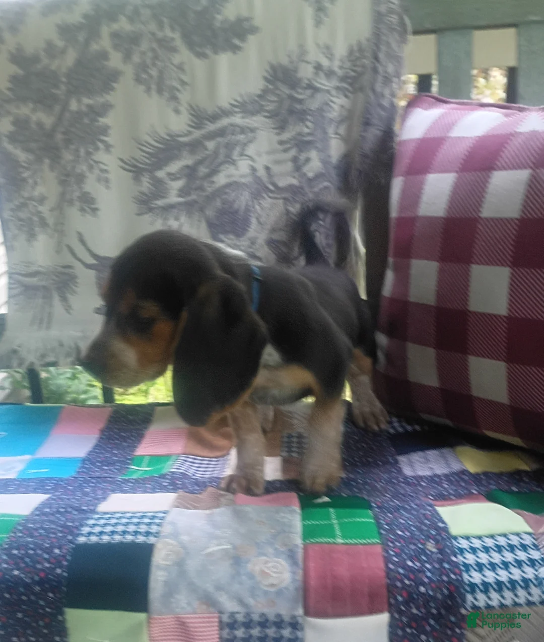 Beagle dogs for sale: Obie - Ad 2