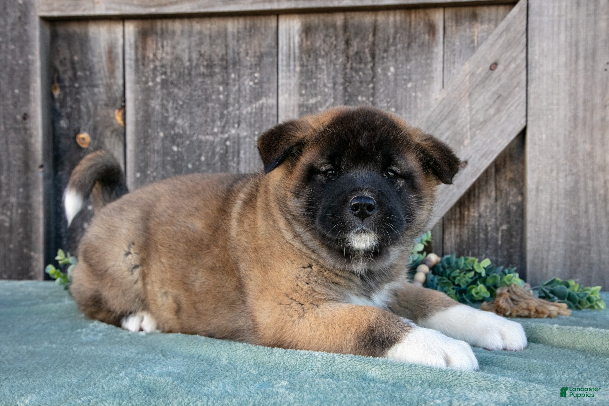 Akita dogs Sadie - Ad 2
