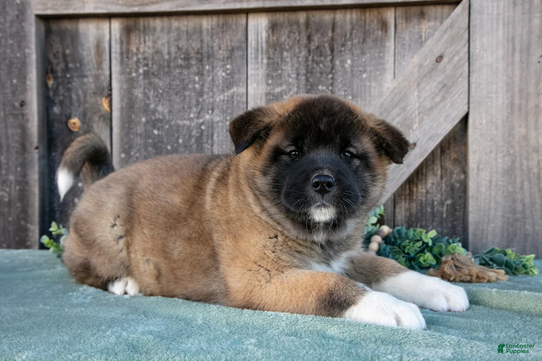 Akita dogs for sale: Sadie - Ad 2