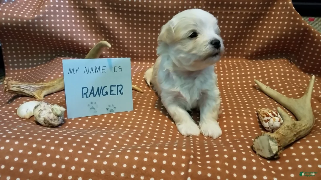 Maltipoo dogs for sale: Ranger - Ad 7