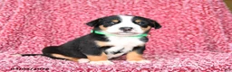 Greater Swiss Mountain Dog dogs for sale: Justus - Ad 1