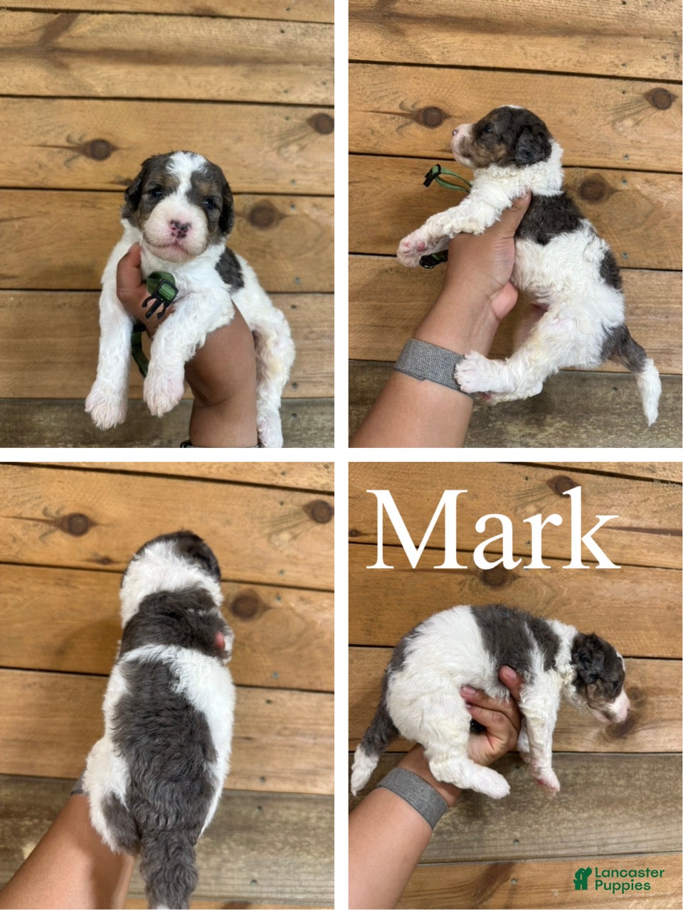 Mixed Breed dogs Mark - Ad 1