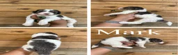 Mixed Breed dogs for sale: Mark - Ad 1