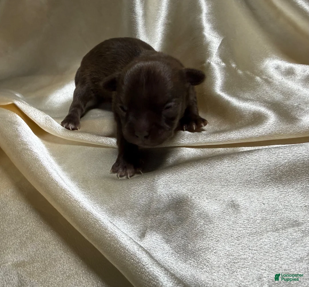Chihuahua dogs for sale: Brown female  - Ad 2