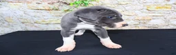Great Dane dogs for sale: Slate - Ad 15