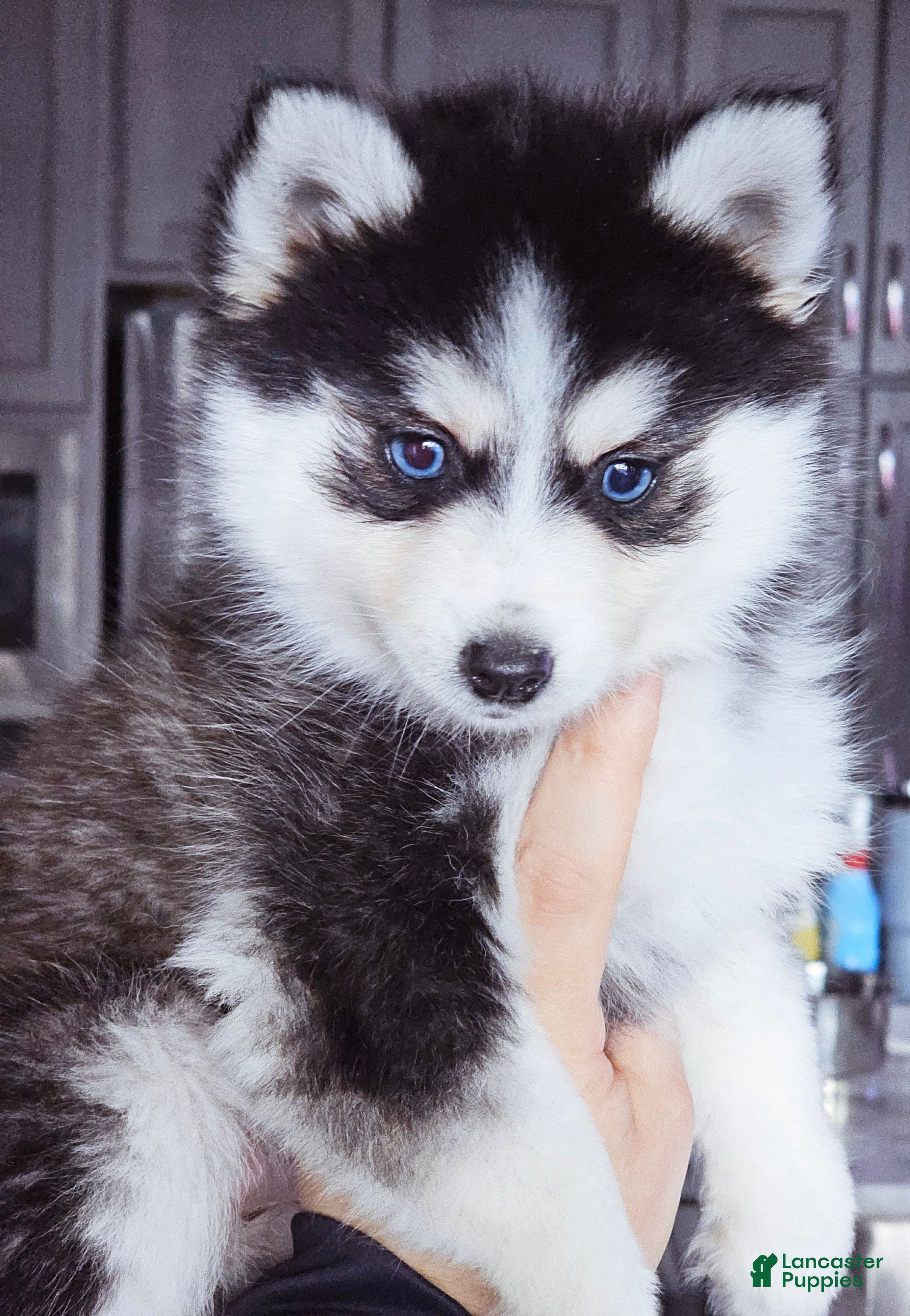 Pomsky dogs Willow - Ad 3