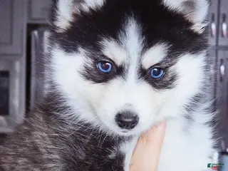 Pomsky dogs Willow - Ad 4