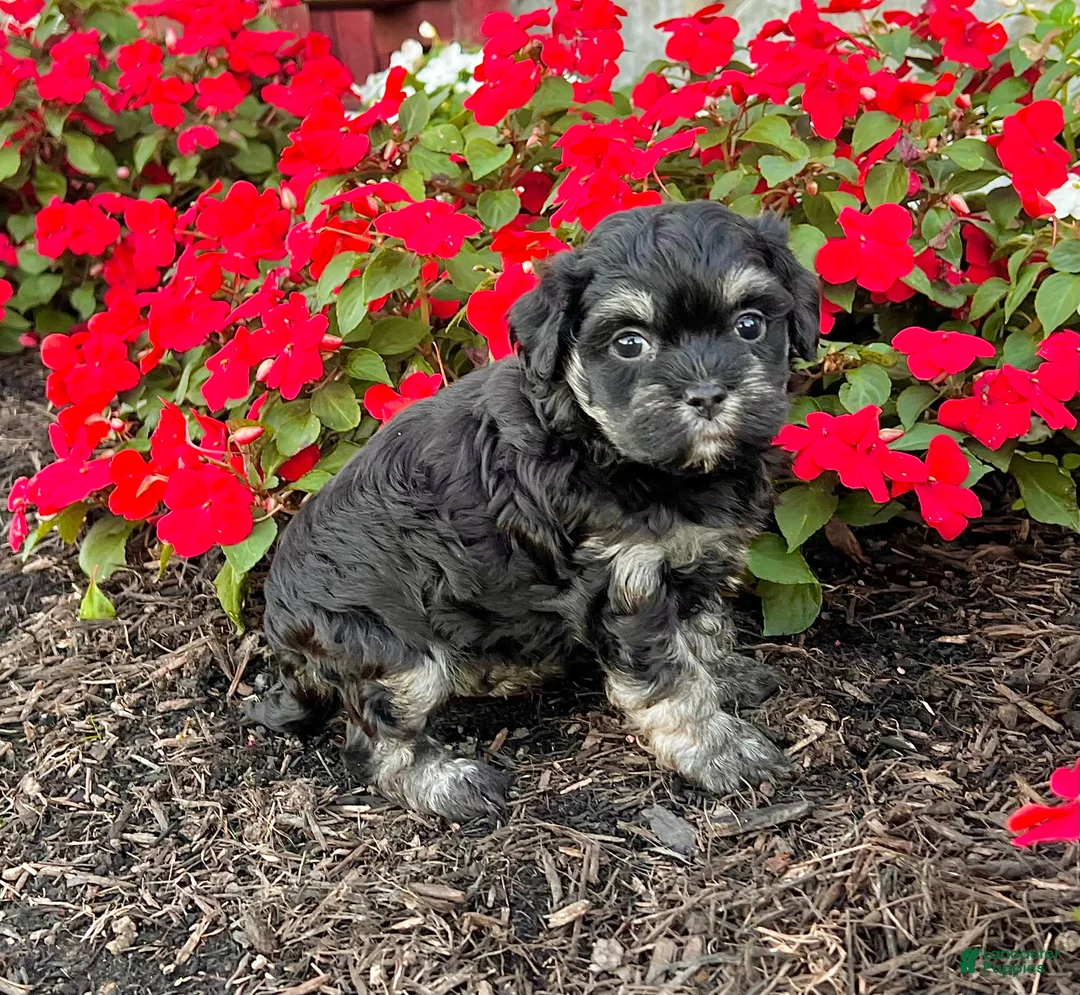 Havanese dogs for sale: Cookie - Ad 4
