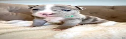 American Bully dogs for sale: Axel - XL American Bully Puppy  - Ad 13