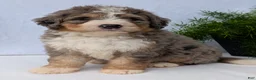 Mini Bernedoodle dogs for sale: Mini Baker  - Ad 25
