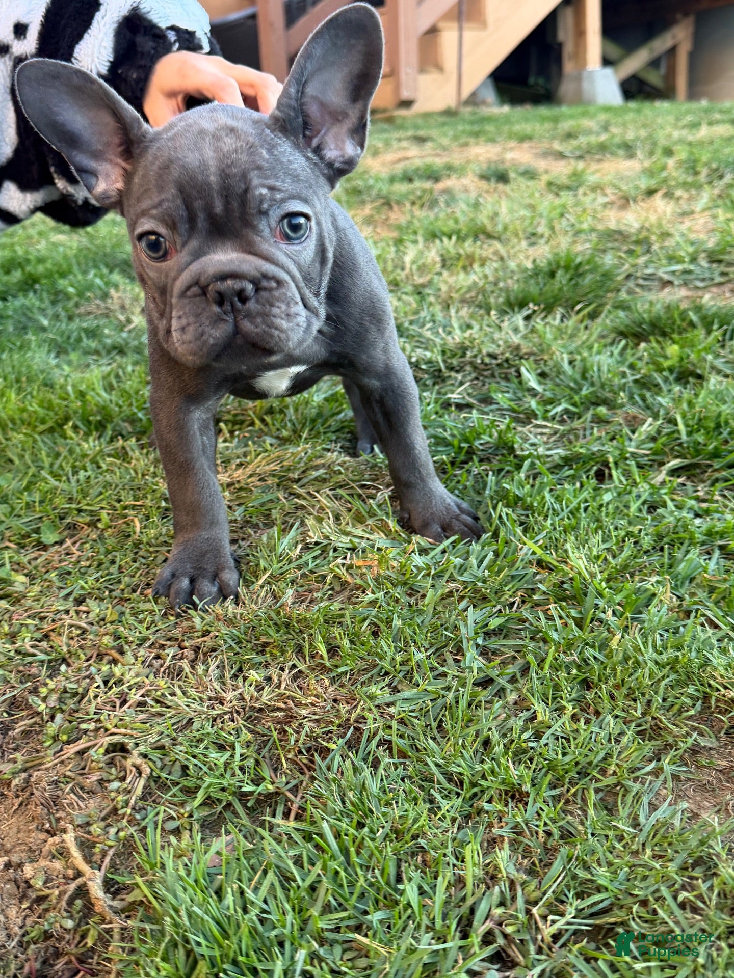 French Bulldog dogs for sale: French Bulldog 2 - Ad 11