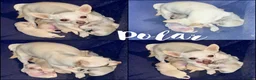 Chihuahua dogs for sale: Chloe Smooth Coat Cream - Ad 6