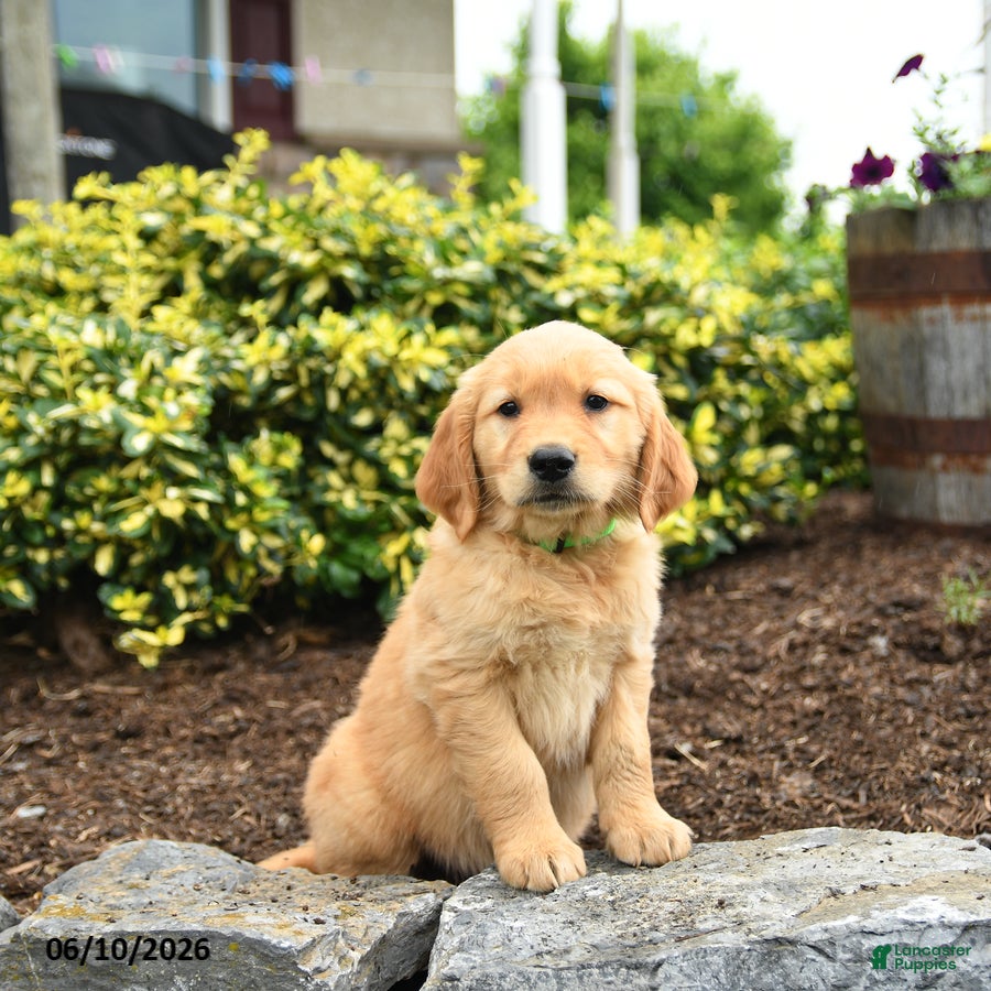 Golden Retriever dogs Jason - Ad 1
