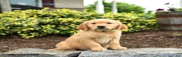 Golden Retriever dogs for sale: Jason - Ad 1