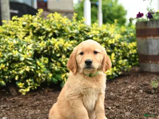 Golden Retriever dogs for sale: Jason - Ad 4
