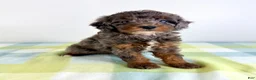 Bernedoodle dogs for sale: Bo Peep - Ad 2