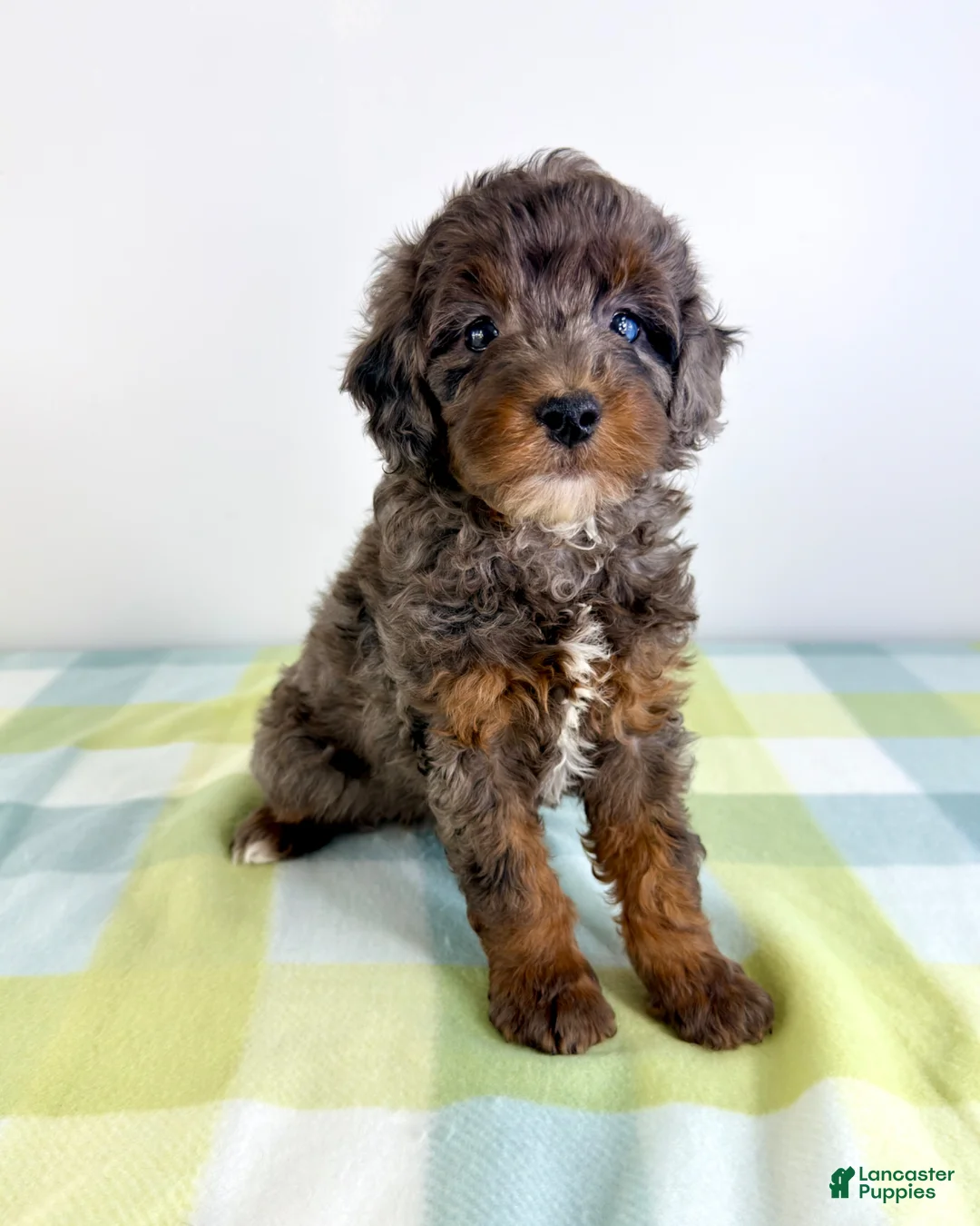 Bernedoodle dogs for sale: Bo Peep - Ad 2