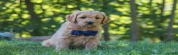 Mixed Breed dogs for sale: Jamal - Ad 1