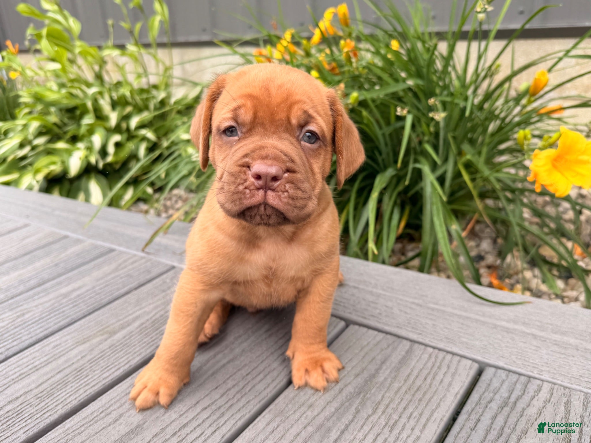 Dogue De Bordeaux dogs for sale: Bubble - Ad 2