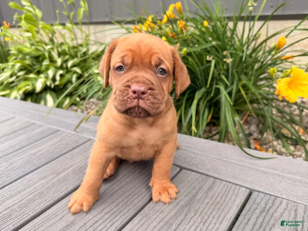Dogue De Bordeaux dogs for sale: Bubble - Ad 1