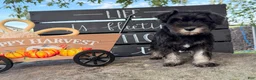 Miniature Schnauzer dogs for sale: Tiffany Miniature Schnauzer  - Ad 10
