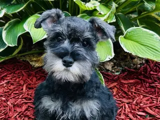 Miniature Schnauzer dogs Huey - Ad 17
