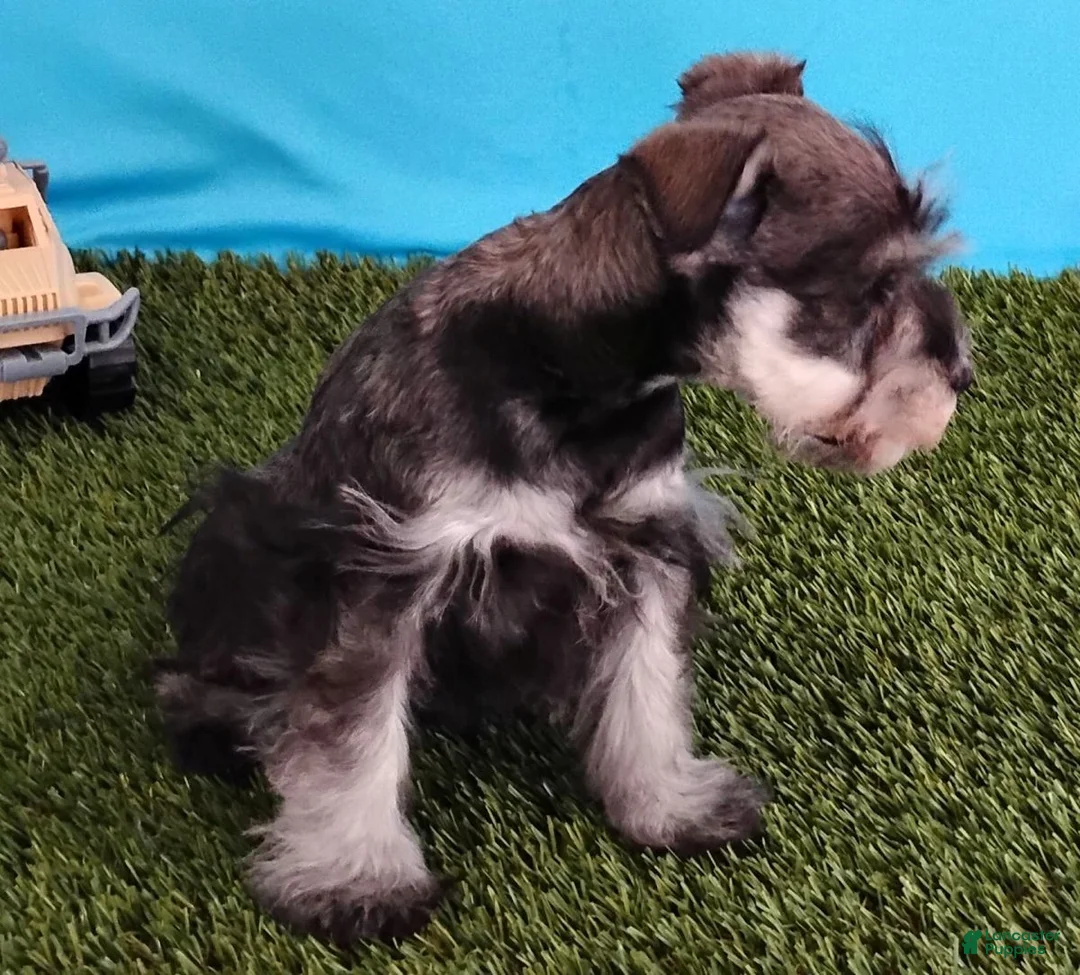 Miniature Schnauzer dogs for sale: Poochie - Ad 7