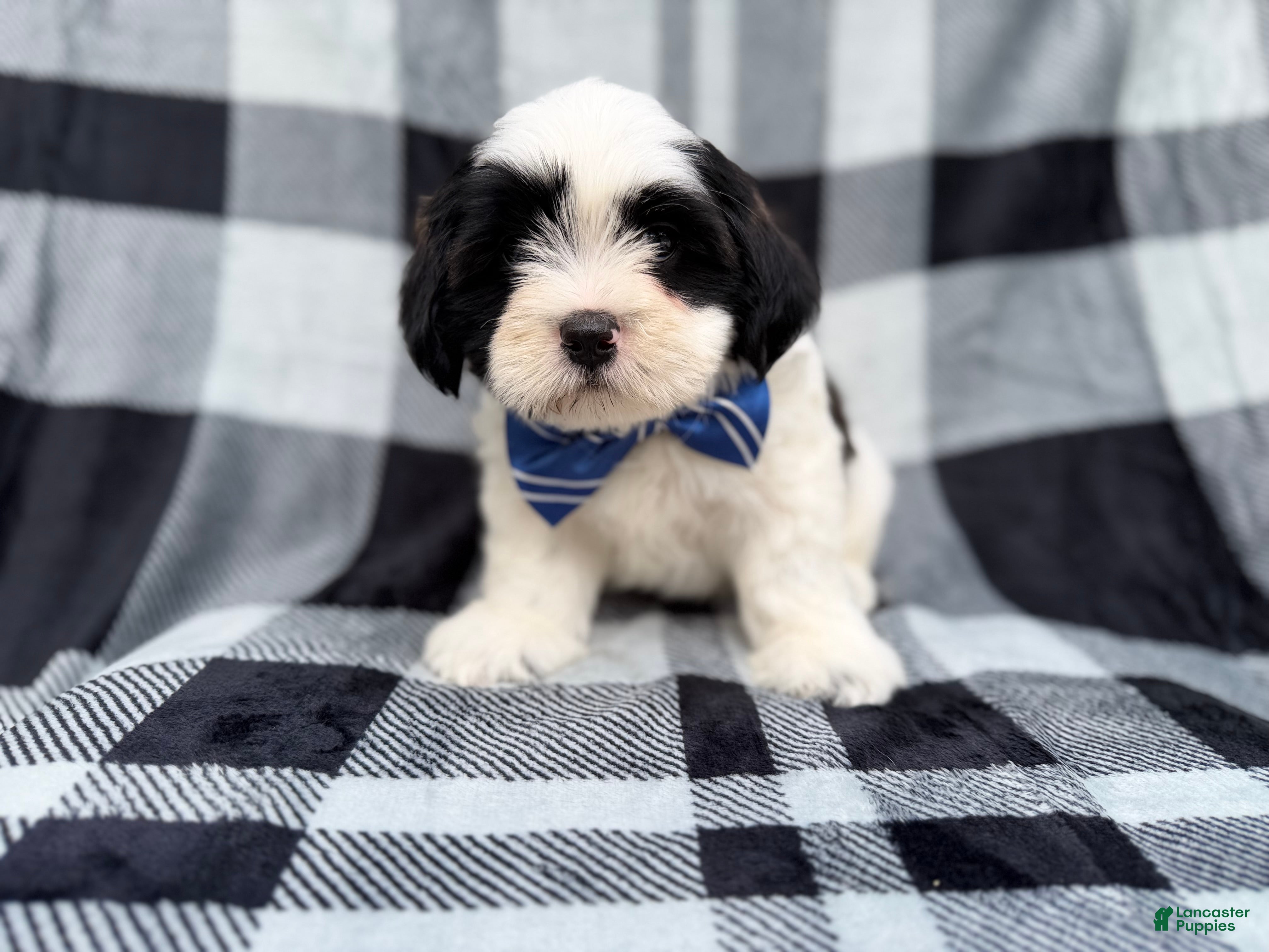 Shih Tzu dogs Simon - Ad 8