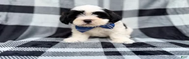 Simon