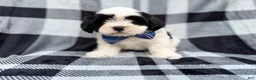 Shih Tzu dogs for sale: Simon - Ad 1