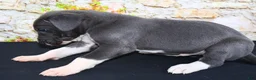 Great Dane dogs for sale: Slate - Ad 9