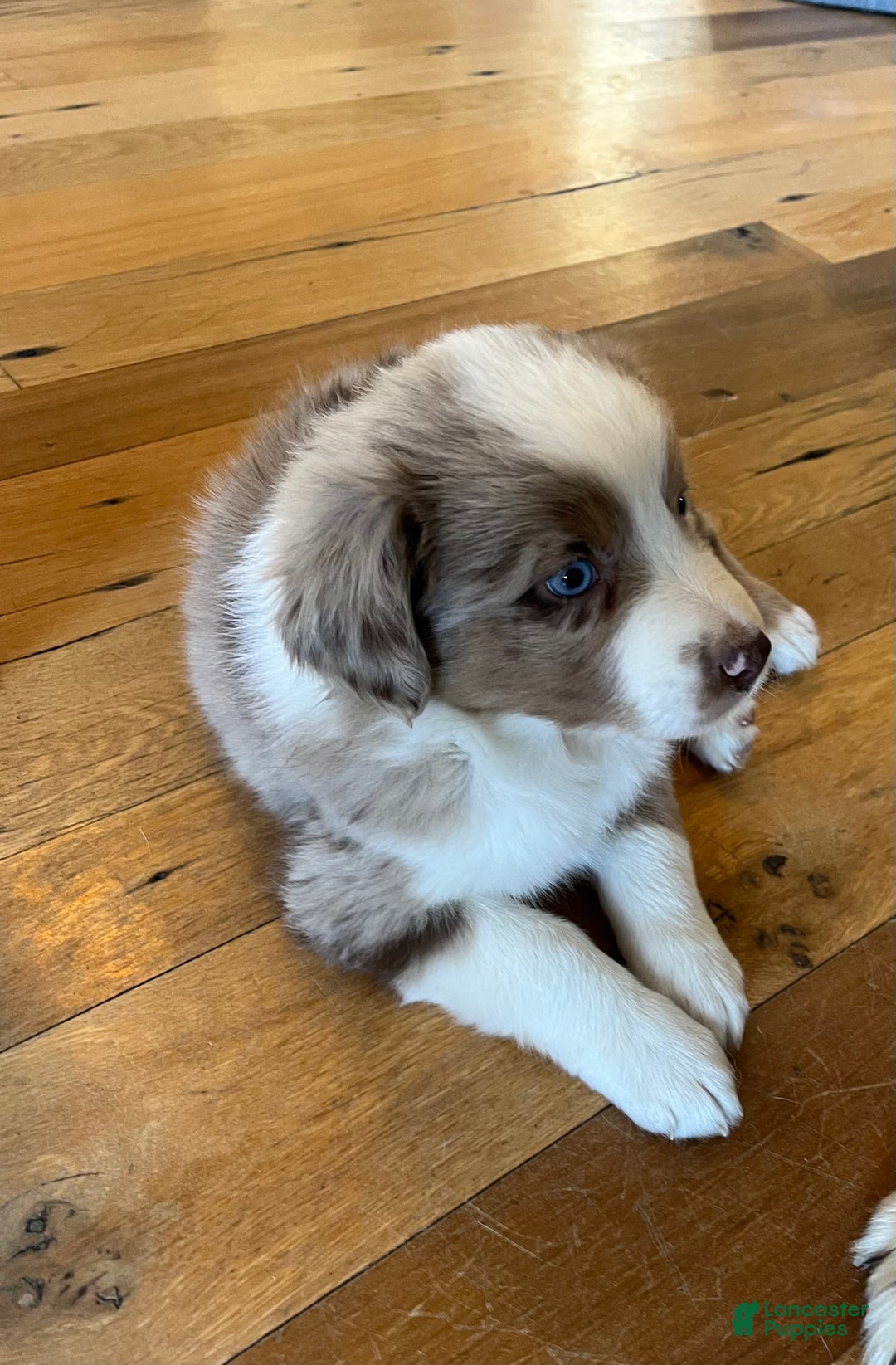Australian Shepherd dogs for sale: Racheal  - Ad 4