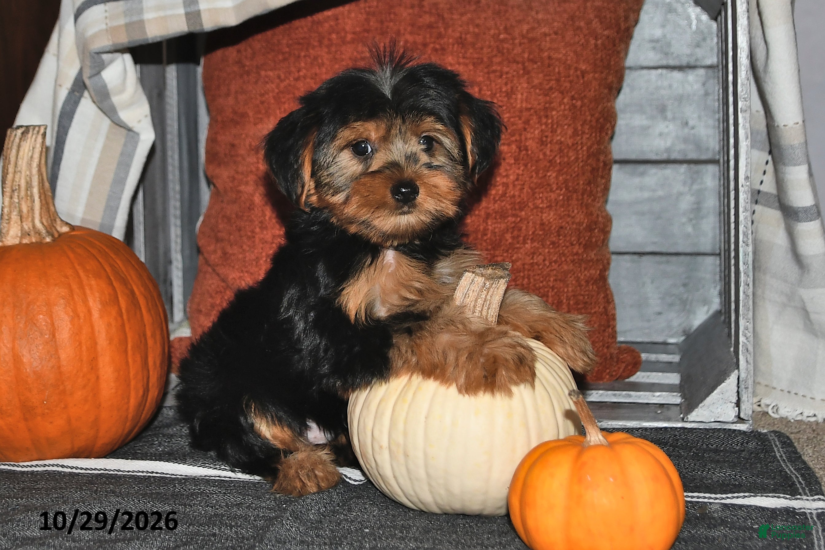 Yorkshire Terrier dogs for sale: Rover - Ad 2