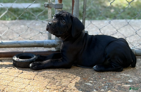 Cane Corso dogs for sale: Cane Corso (Blue) - Ad 2