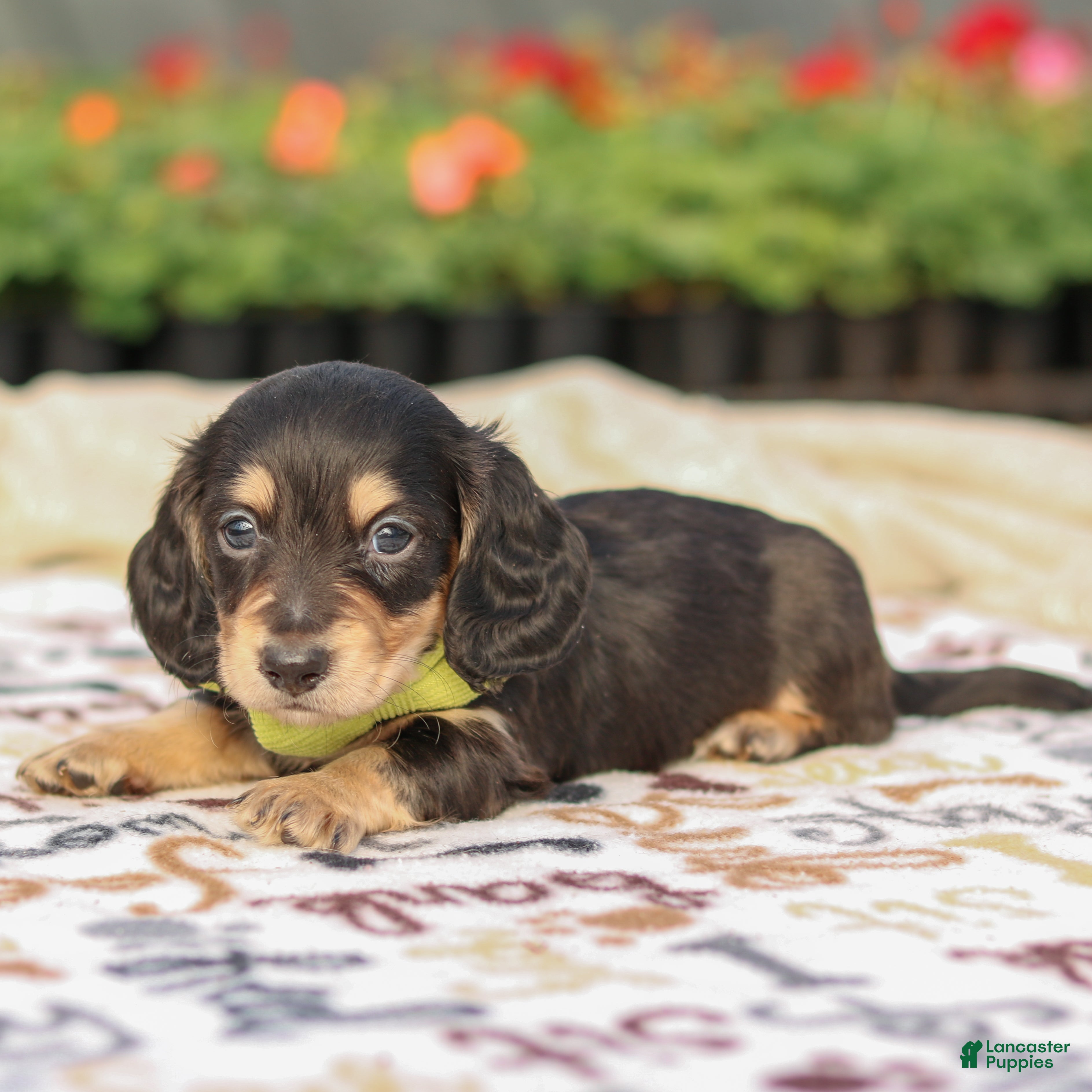 Miniature Dachshund dogs Echo  - Ad 2