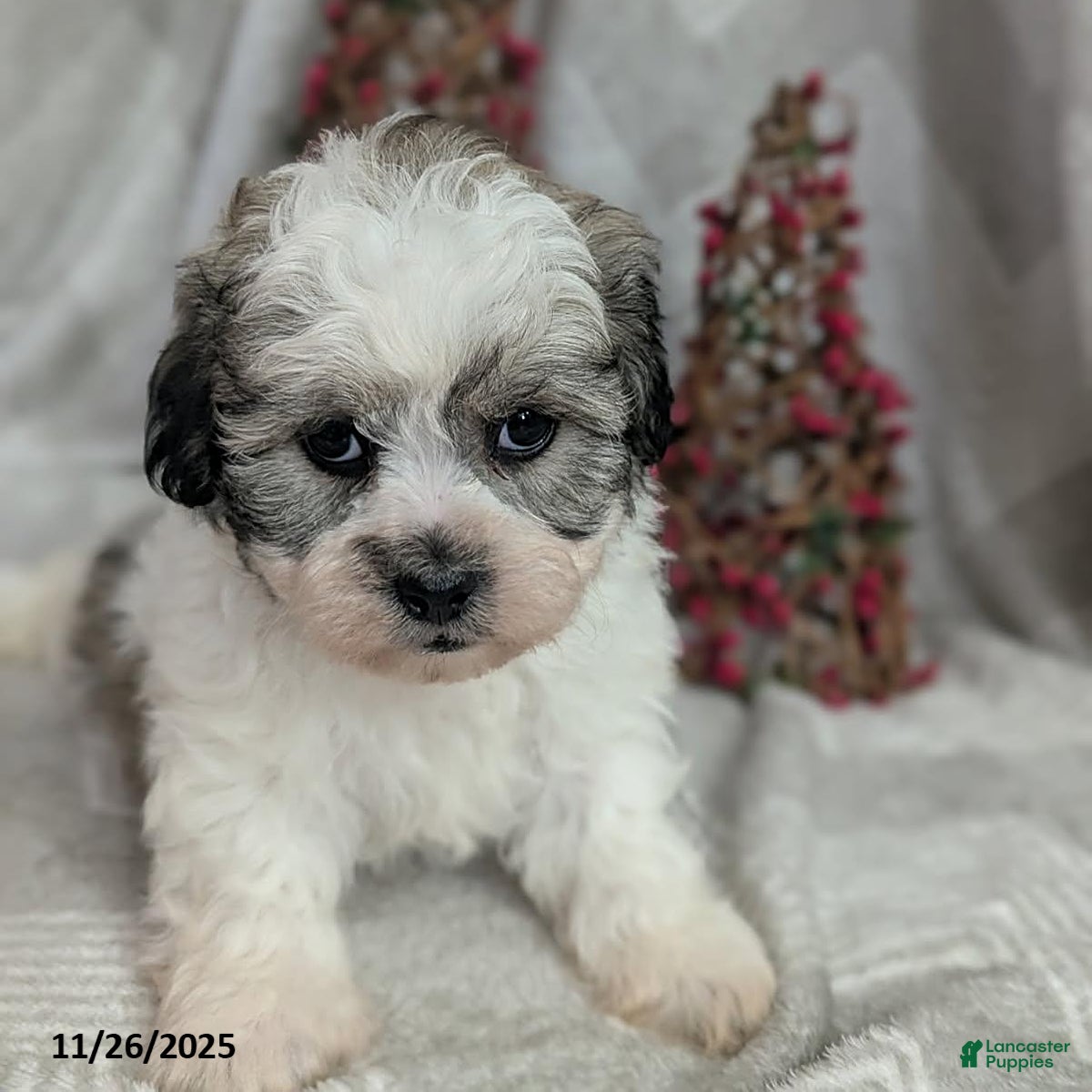 Teddy Bear dogs Indigo - Ad 42