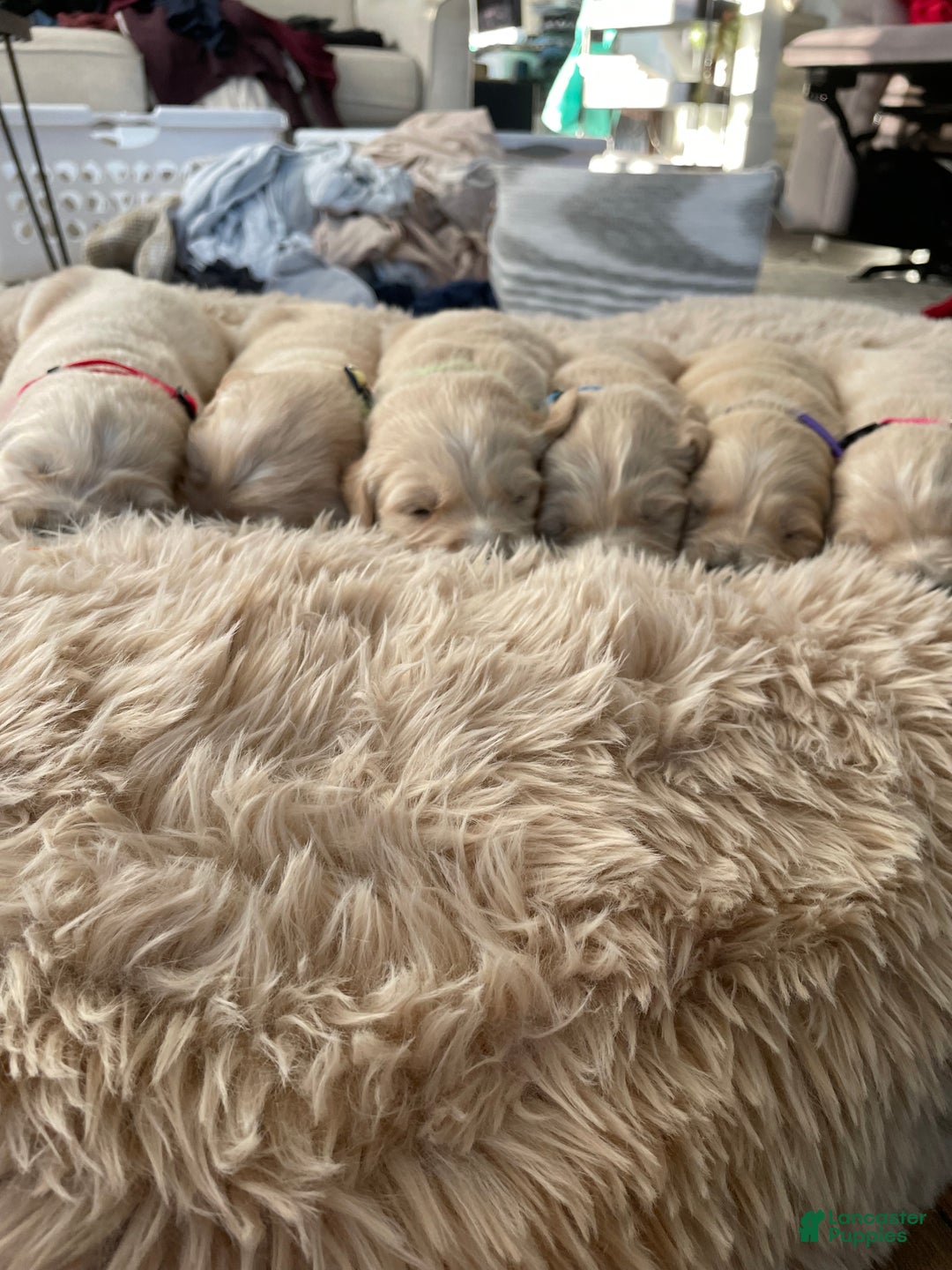 Golden Retriever dogs for sale: Male Pup 1 - Ad 4