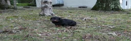 Rottweiler dogs for sale: Rottweiler 1 - Ad 3