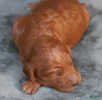 Goldendoodle dogs Astro - Ad 18