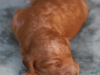 Goldendoodle dogs Astro - Ad 38