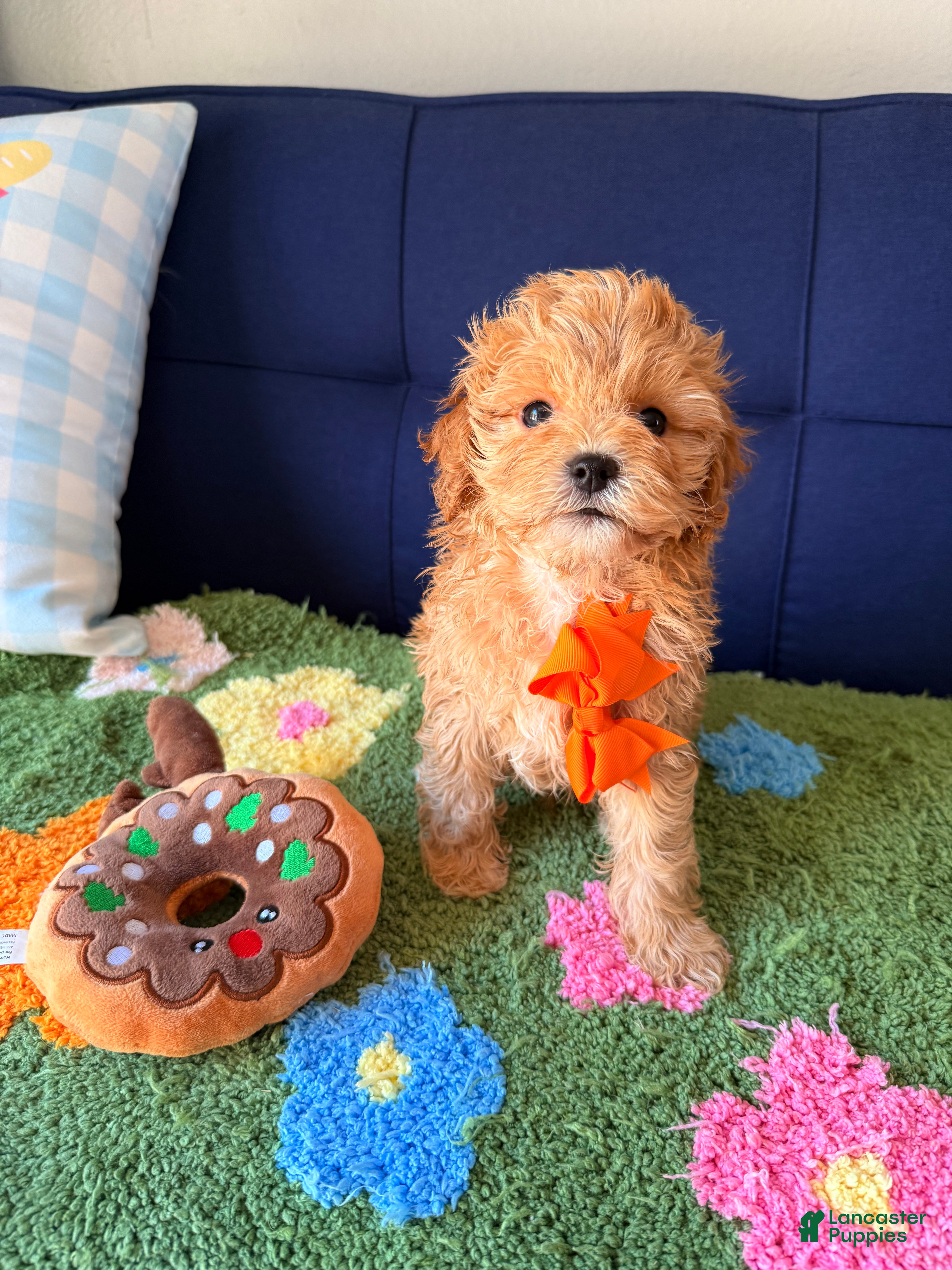 Cavapoo dogs lucas - Ad 1